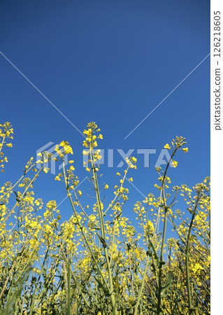 Field of yellow flowers with a blue sky in the background 126218605