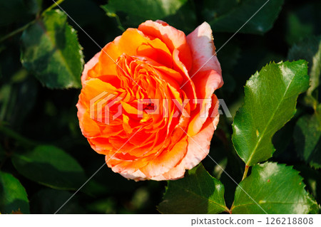 A park full of blooming roses A park full of blooming roses 126218808