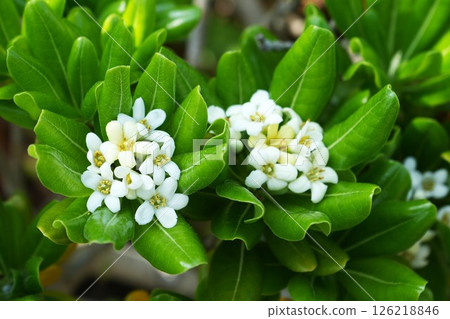 White cheesewood flowers White cheesewood flowers 126218846