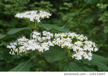 White Viburnum Flowers White Viburnum Flowers 126218847