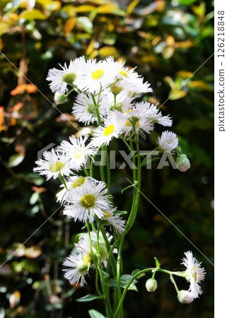 White flower of Haldione White flower of Haldione 126218848