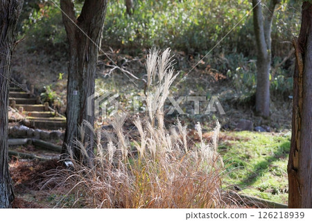 Kaoru Susuki 花穗 126218939