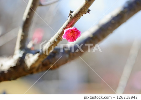 Cute plum blossoms, red plums, double-flowered Cute plum blossoms, red plums, double-flowered 126218942