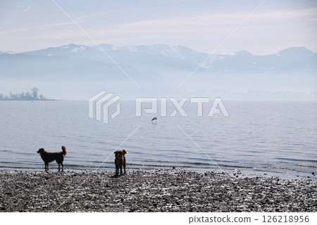 Two dogs are playing on the beach near the water Two dogs are playing on the beach near the water 126218956
