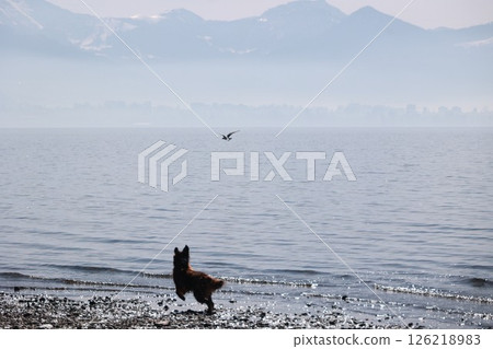 A dog is running on the beach near the water 126218983
