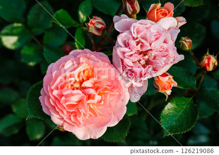 A park full of blooming roses A park full of blooming roses 126219086