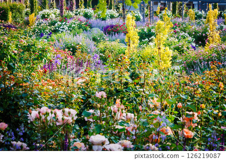 玫瑰盛開的公園 126219087