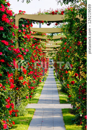 A park full of blooming roses 126219089