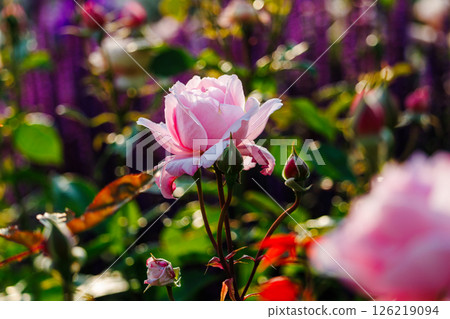 A park full of blooming roses A park full of blooming roses 126219094