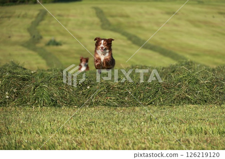 Two dogs are jumping over a field of grass 126219120