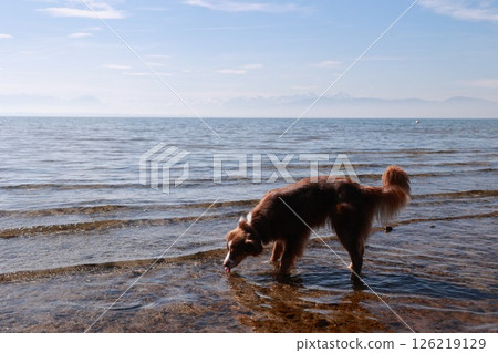 A dog is standing in the water, looking at the camera 126219129