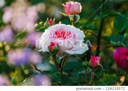 A park full of blooming roses A park full of blooming roses 126219172