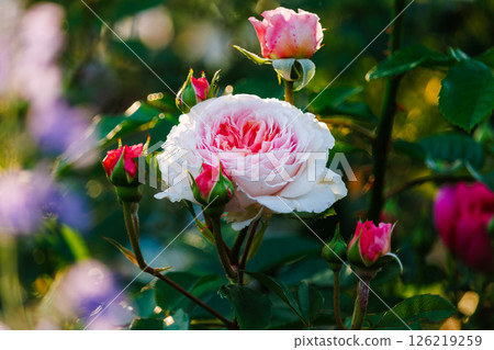 A park full of blooming roses 126219259