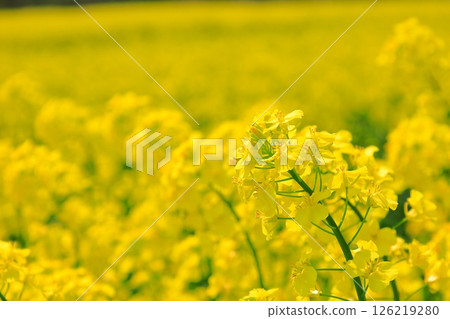 Yellow carpet of rape field Yellow carpet of rape field 126219280