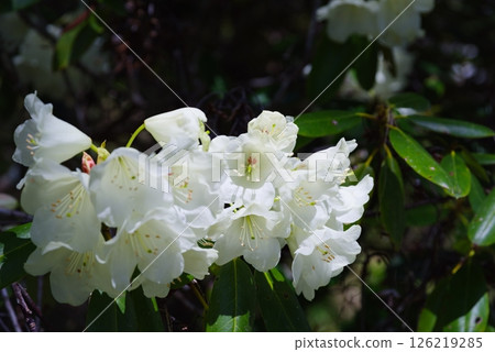 山間杜鵑花盛開 126219285