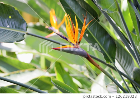 Vivid bird of paradise flowers 126219328