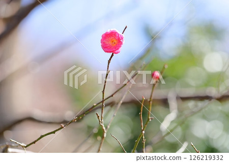 可愛的梅花，紅梅花，重瓣 126219332