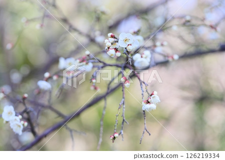 梅花清爽，玉樂哭泣 126219334
