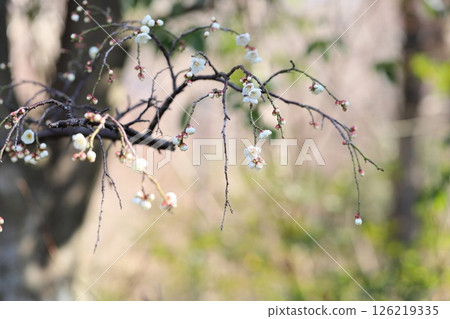 梅花清爽,玉樂哭泣 梅花清爽,玉樂哭泣 126219335
