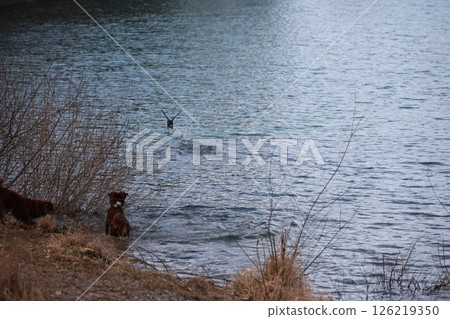 Dog is in the water next to a body of water 126219350