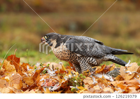 Peregrine Falcon (Falco peregrinus) bird of prey sittingb in colourfull leaves  with catch during autumn season. Falcon witch killed bird. 126219379