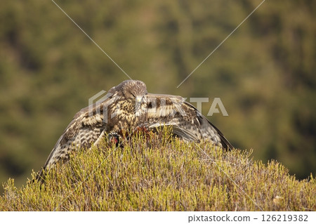 Common buzzard (Buteo buteo) with pheasant prey ion blueberry bush in autumn day.. Wildlife scene from Czech republic 126219382