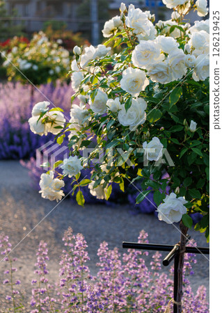 A park full of blooming roses 126219425