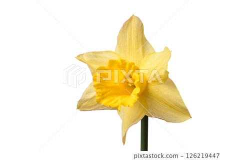 Narcissus Narcissus 126219447