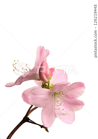 Azalea Azalea 126219448