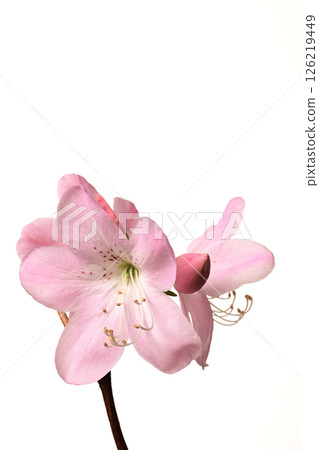 Azalea Azalea 126219449