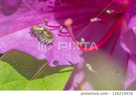 Jumping spider (cat fly) Jumping spider (cat fly) 126219458