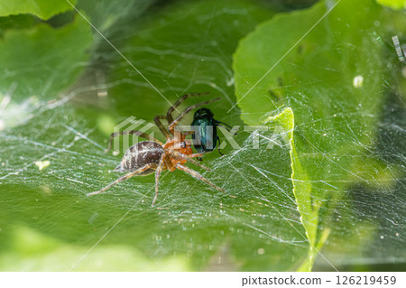 A grass spider preying on beetles A grass spider preying on beetles 126219459