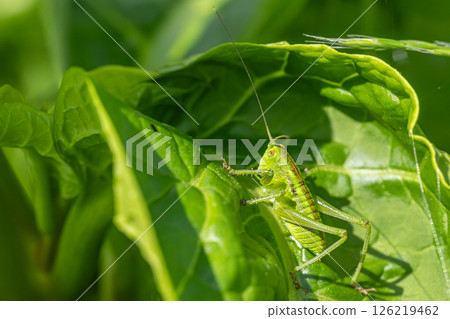 Yabkiri larva 126219462