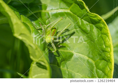 Yabkiri larva 126219464