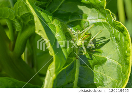 Yabkiri larva 126219465