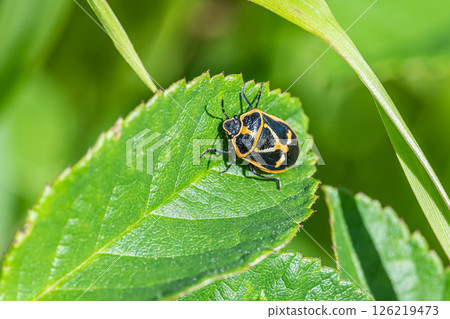 Turtle Turtle 126219473