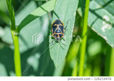 Turtle 126219478