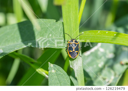 視圖 視圖 126219479