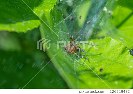 Bunting spider (subadult) 126219482