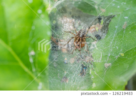 Bunting spider (subadult) 126219483