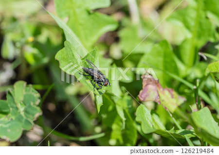 Centipede fly Centipede fly 126219484