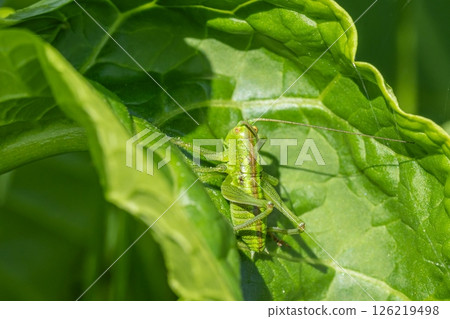 Yabkiri幼蟲 126219498