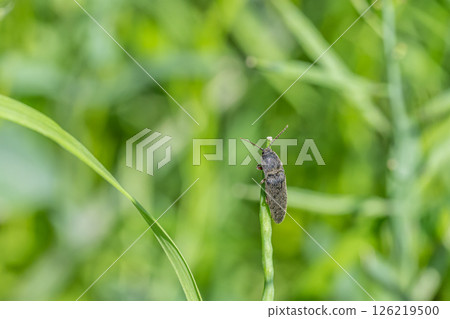 black click beetle black click beetle 126219500