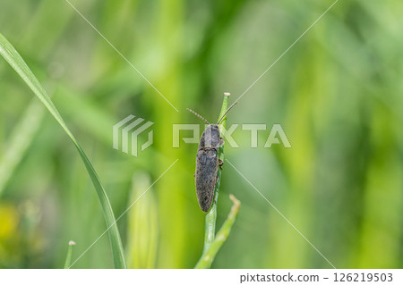 black click beetle black click beetle 126219503