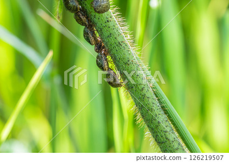 三月椿象 126219507