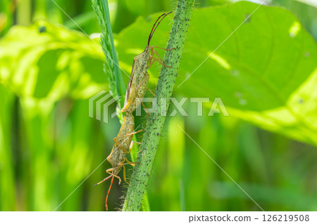 一隻斑點臭蟲在草叢中交配 126219508