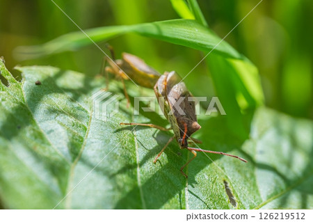 A spotted stink bug mating in the grass 126219512