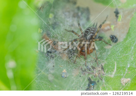 Bunting spider (subadult) Bunting spider (subadult) 126219514