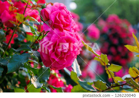 A park full of blooming roses A park full of blooming roses 126220040