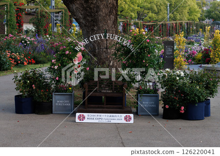 A park full of blooming roses 126220041